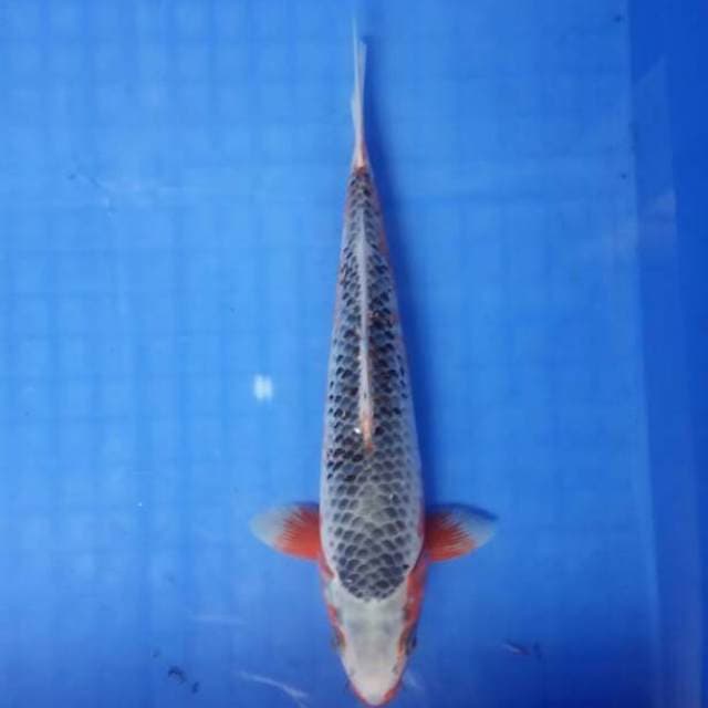 Asagi 25 cm