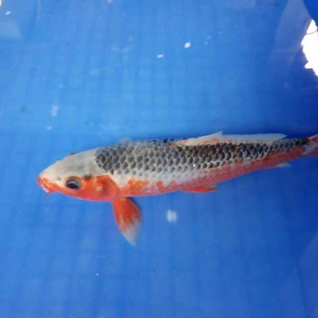 Asagi 25 cm