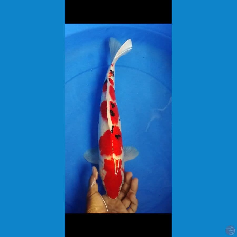 sanke 41 cm Male original no cut