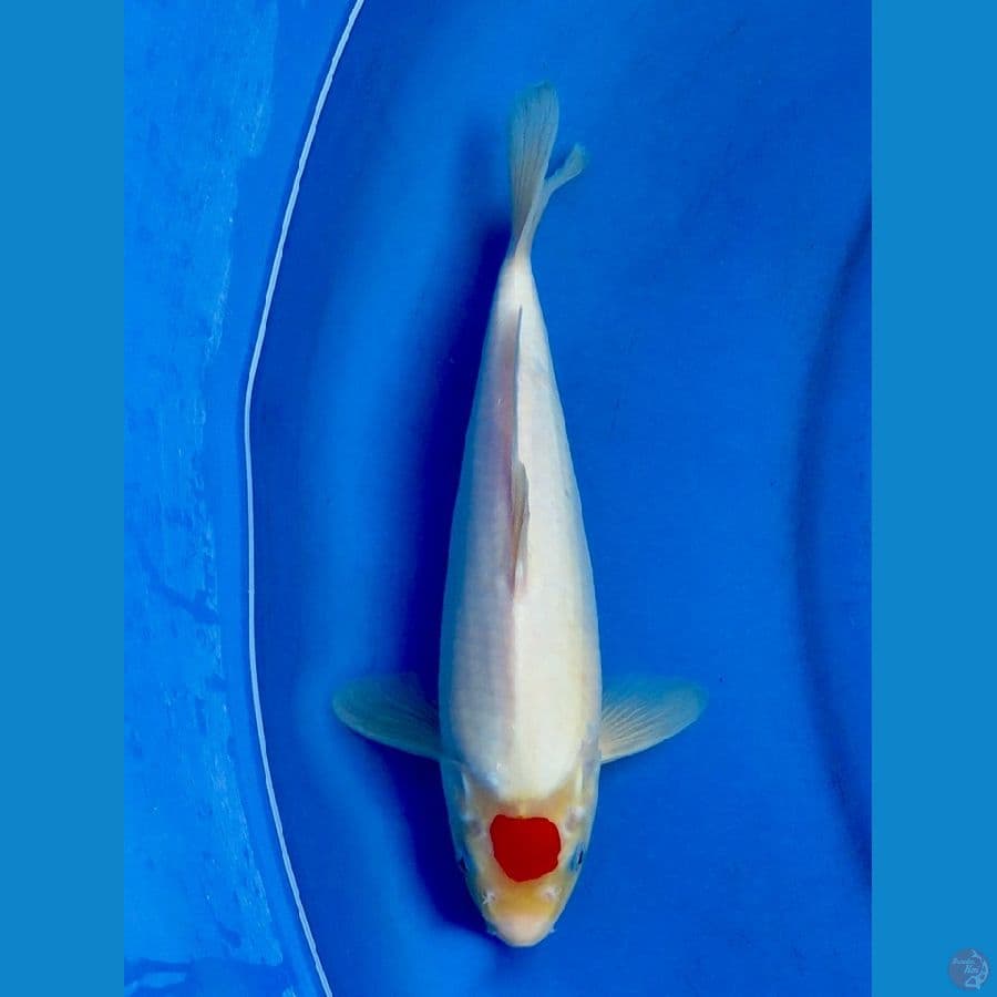28cm , Tancho Ori