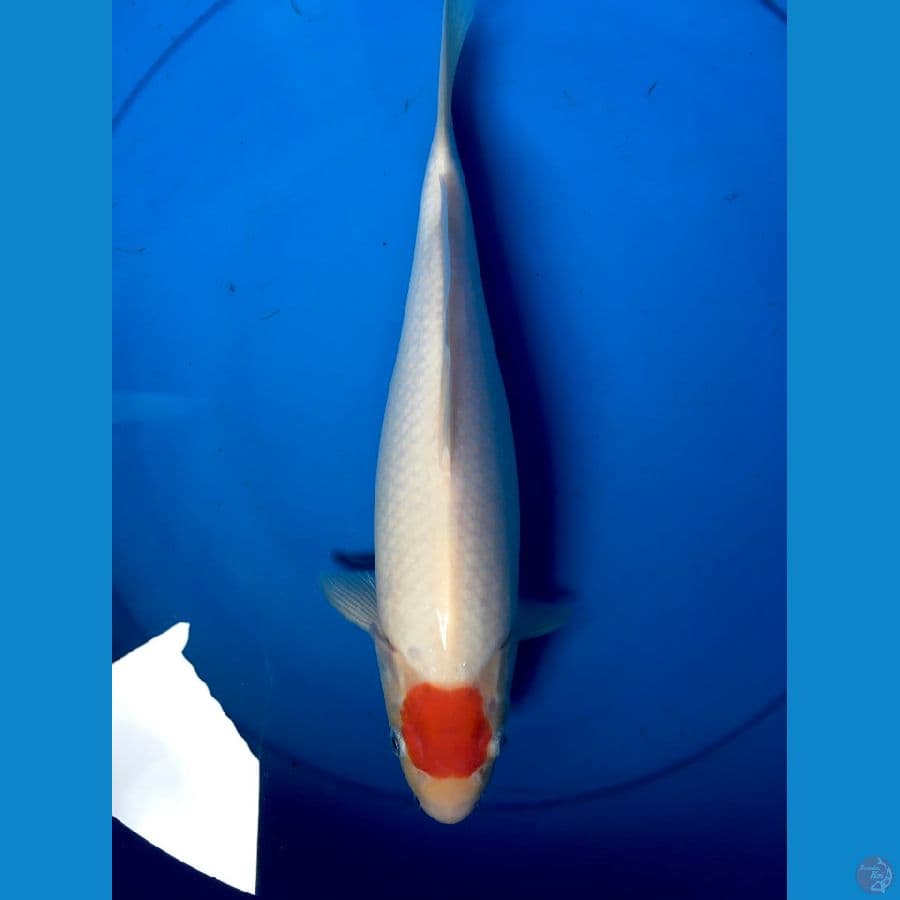 TANCHO KOHAKU ORIGINAL 33 CM