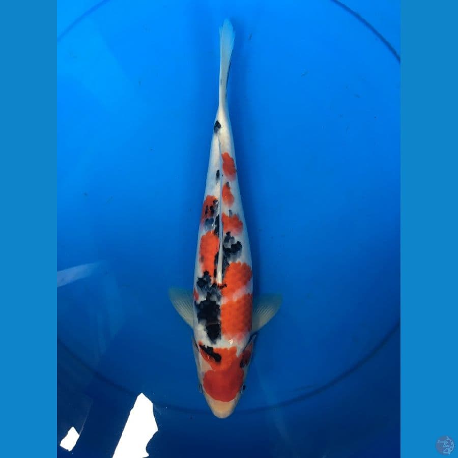 SANKE 30 CM STRONGG