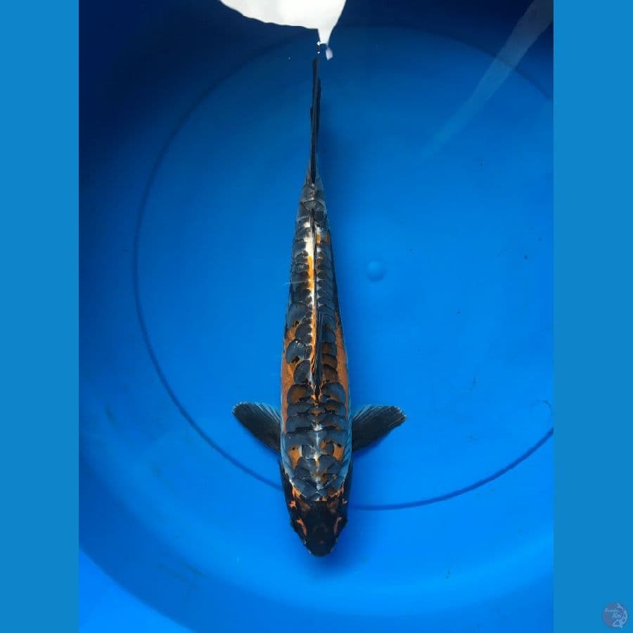 GRANDONG(ga tau jenise pokok antik) ???????? 36 CM