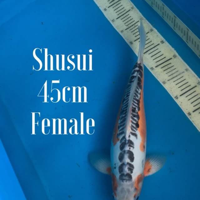 Shusui body super bulky 45cm Female