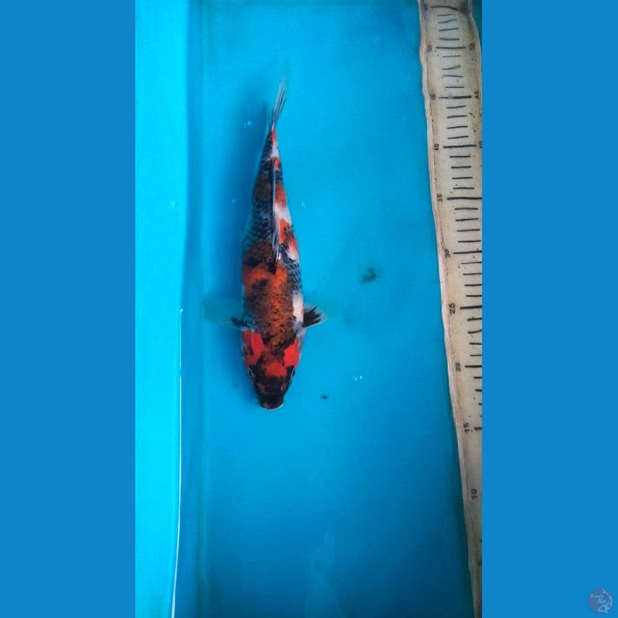 showa 29cm f