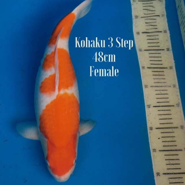 Kohaku 3 step female Bulky