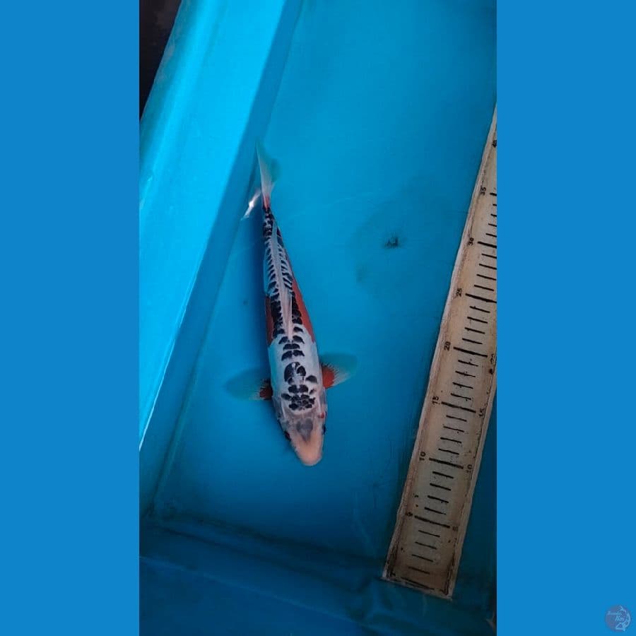 shusui 29cm f