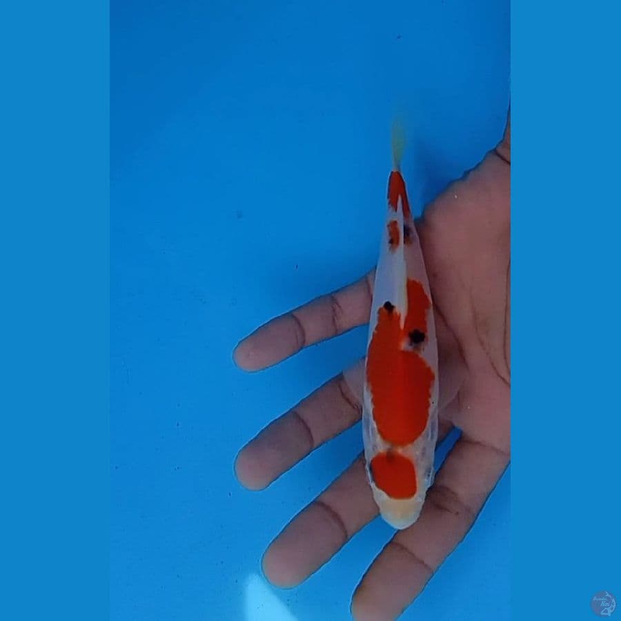 ® S a n k e 17.Cm