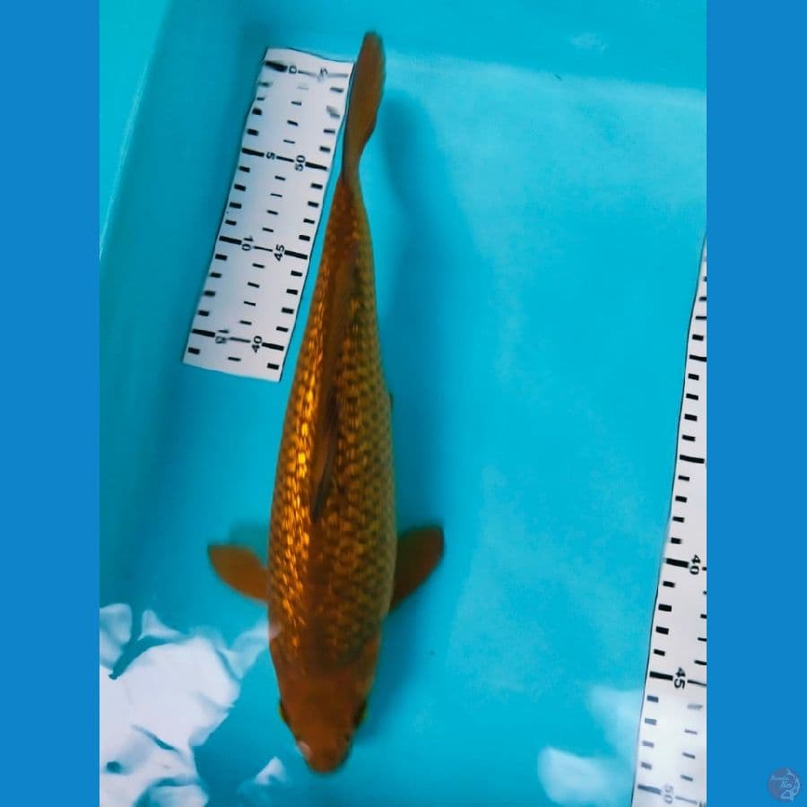 cagoi ginrin 30cm SQ