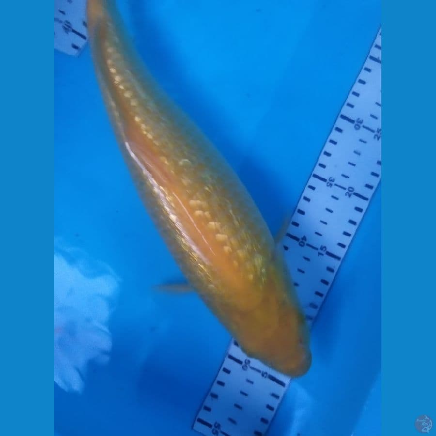 karsi ginrin 34cm