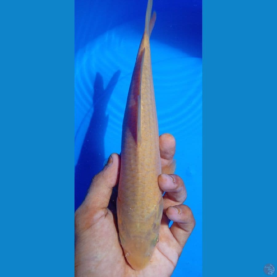 Caramel 27cm JANTAN