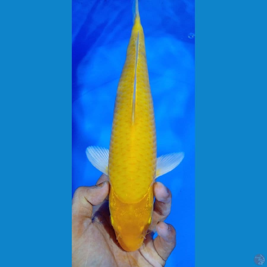 karasi 32cm betina