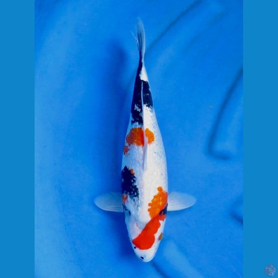 35cm , Kindai Showa Ginrin