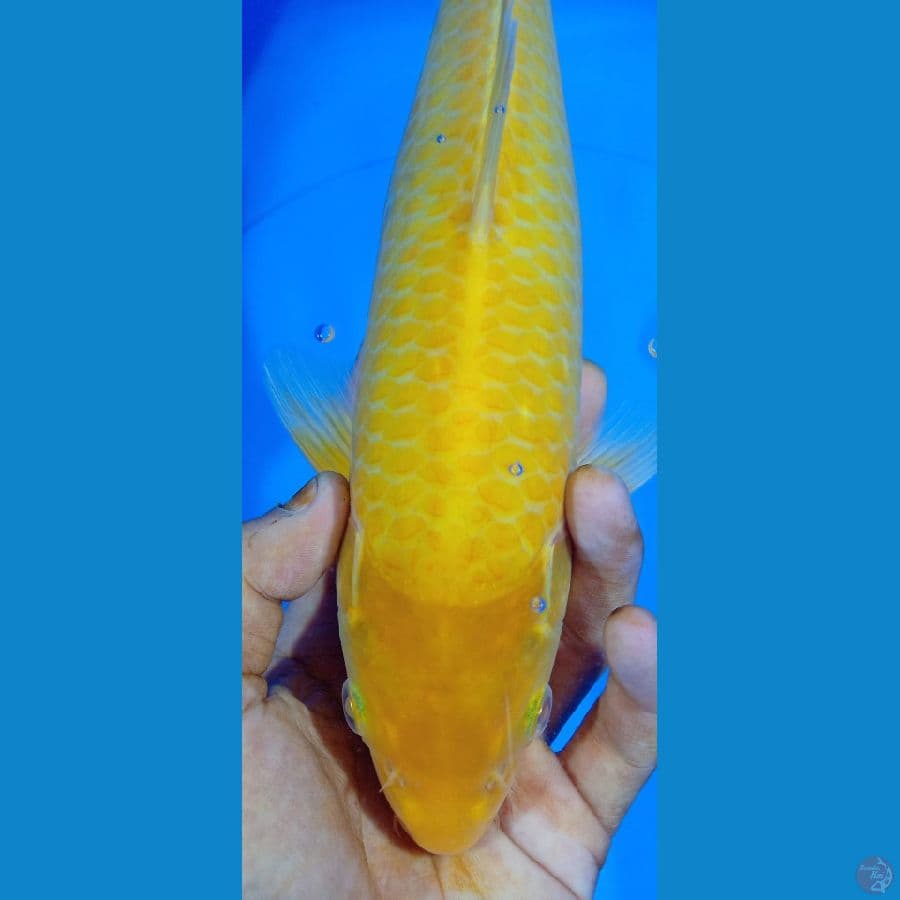 karasi jantan 32cm