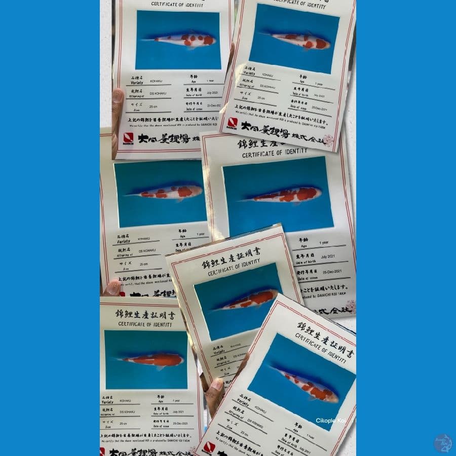 10 EKOR DAINICHI KOHAKU JUMBO + MATSUE