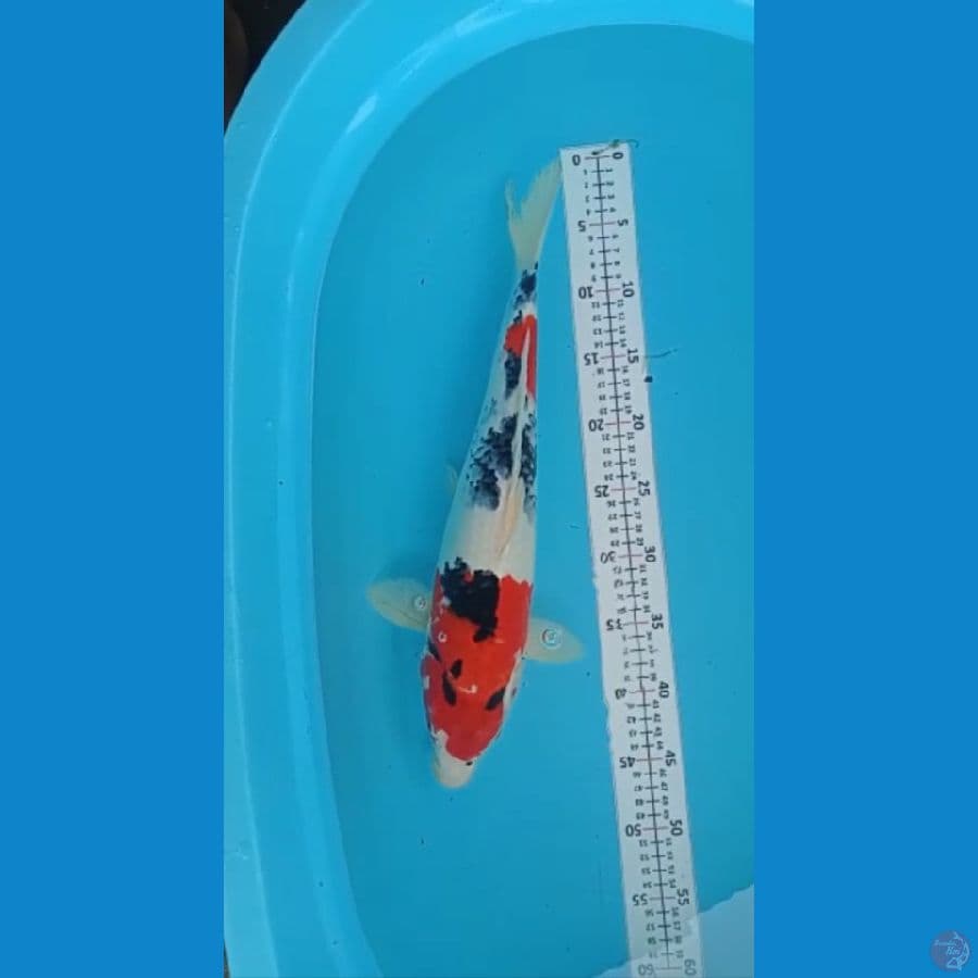 showa 43cm