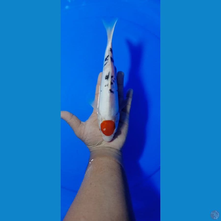 TANCO SANKE 23 CM