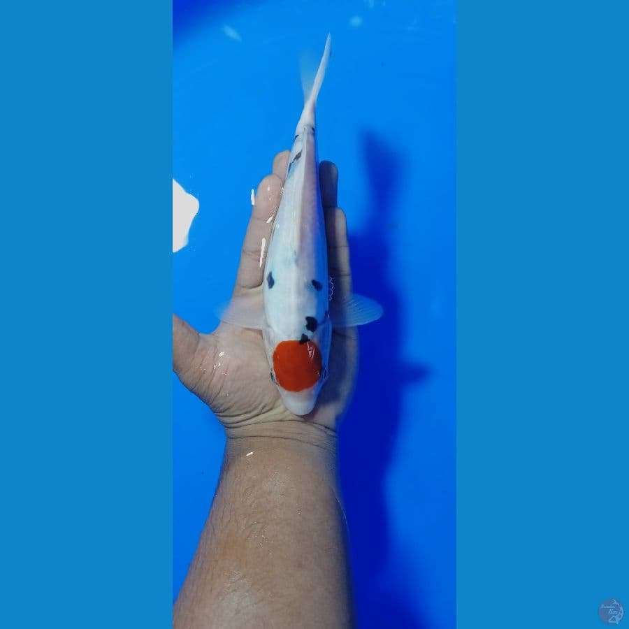 TANCO SANKE 22 CM