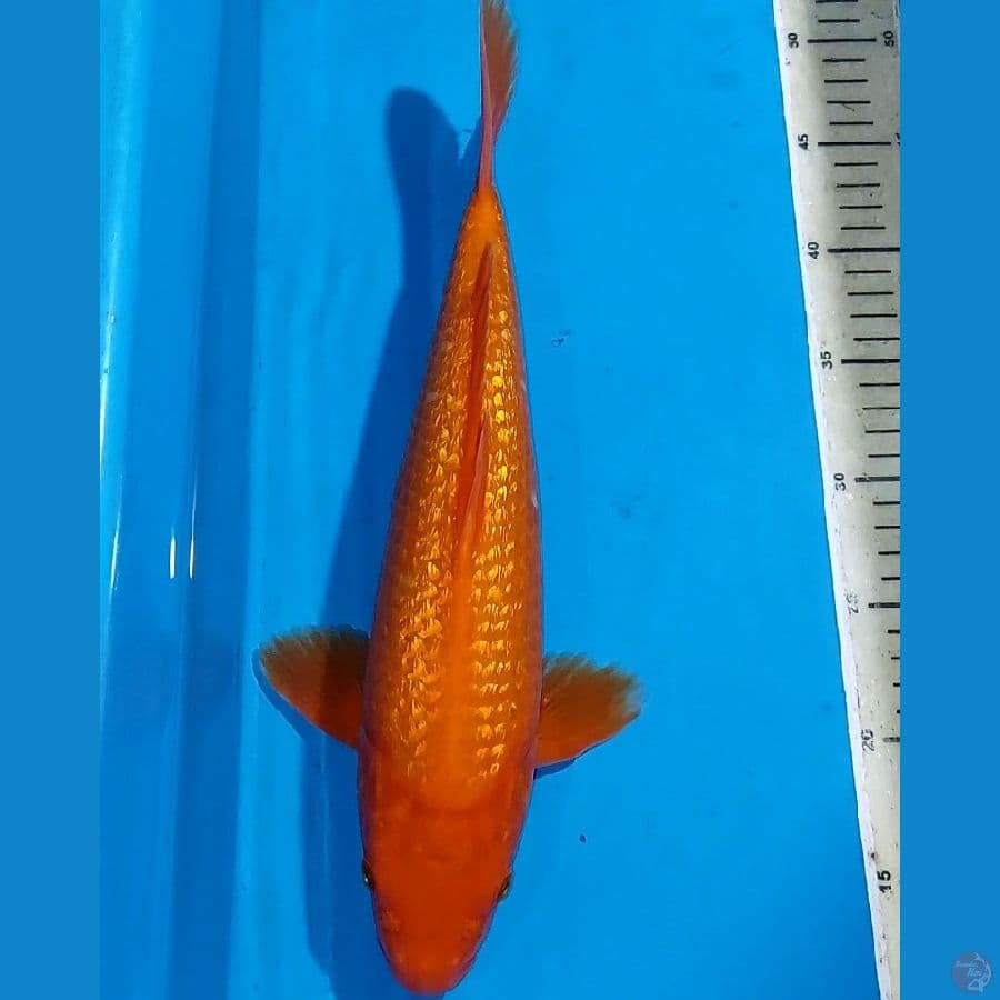 BENIGOI GINDRIN QUALUTY 37 CM