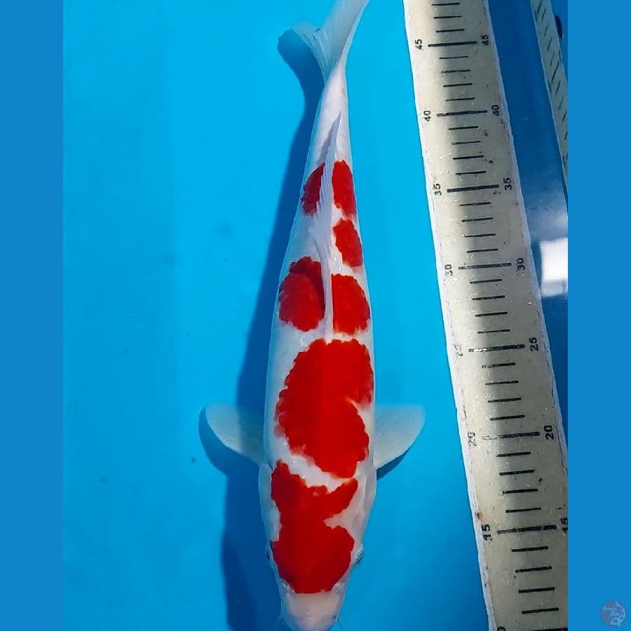 RED STRONG KOHAKU 37 CM