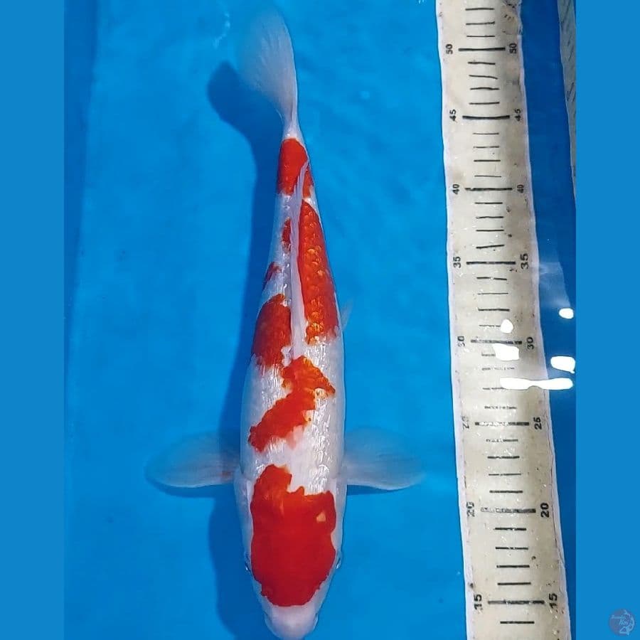 KOHAKU STRONG FULL GINDRIN 36 CM