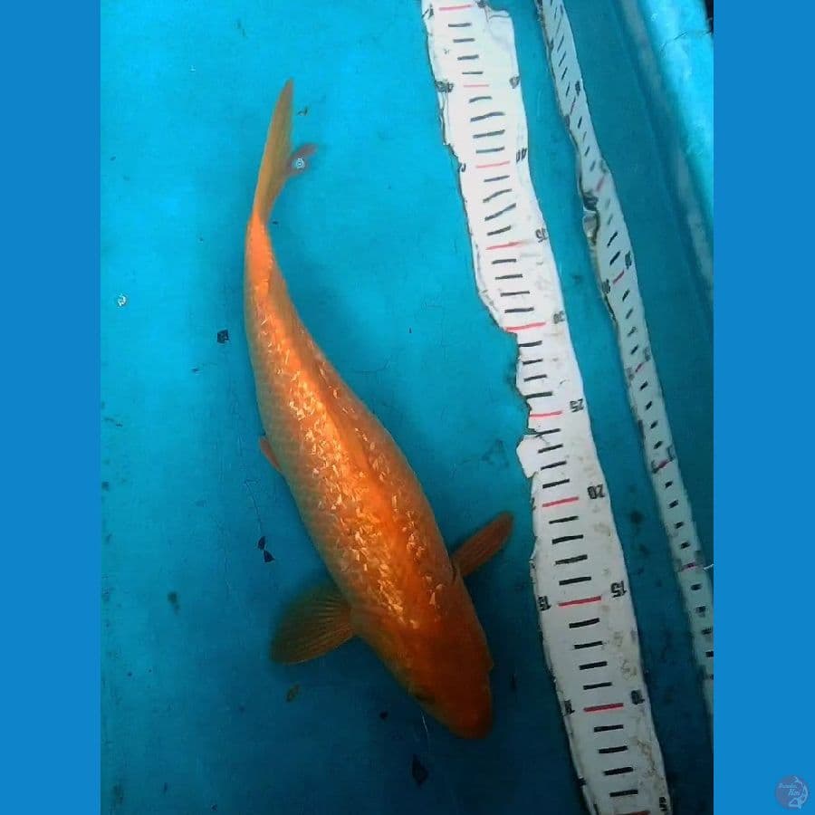 karashi Ginrin 33cm male