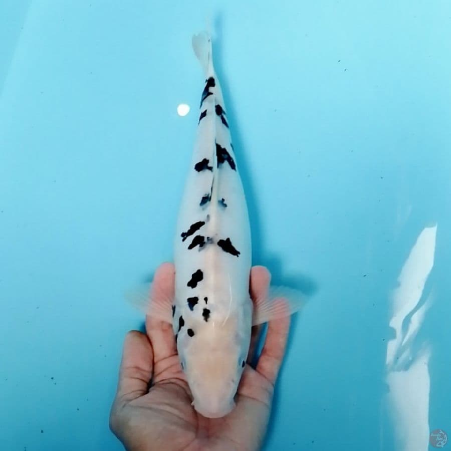 38 cm... bekko snow white