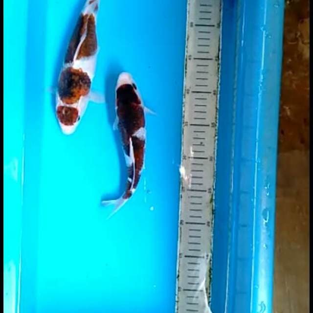 Goromo.size23.24