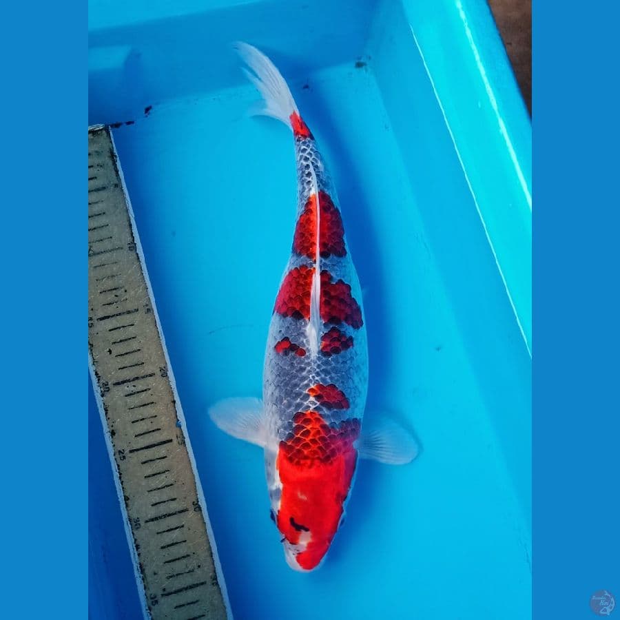 Superred ghosiki sq 40cm