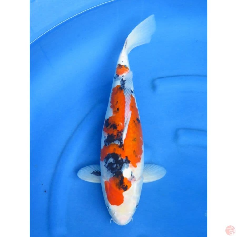 49cm , Sanke Jumbo , Fml
