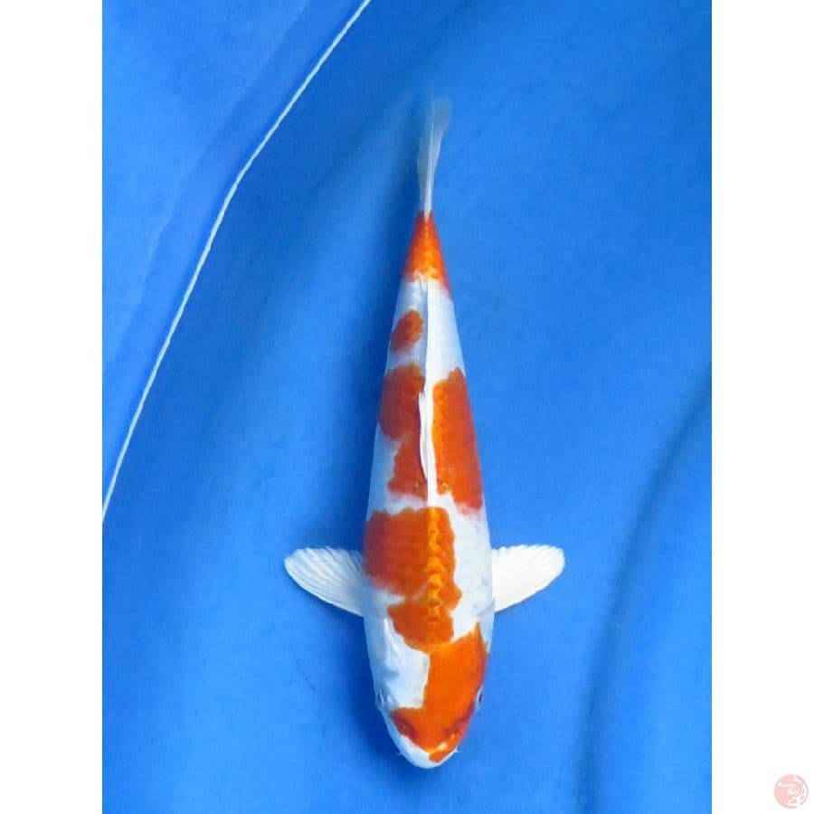 25cm , Male Kinhusui - SQ Hikari Moyomono