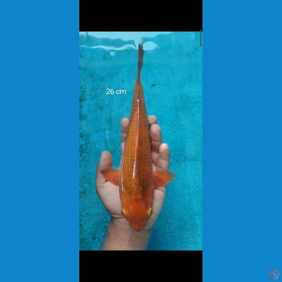 chagoi caramel male bahan keep