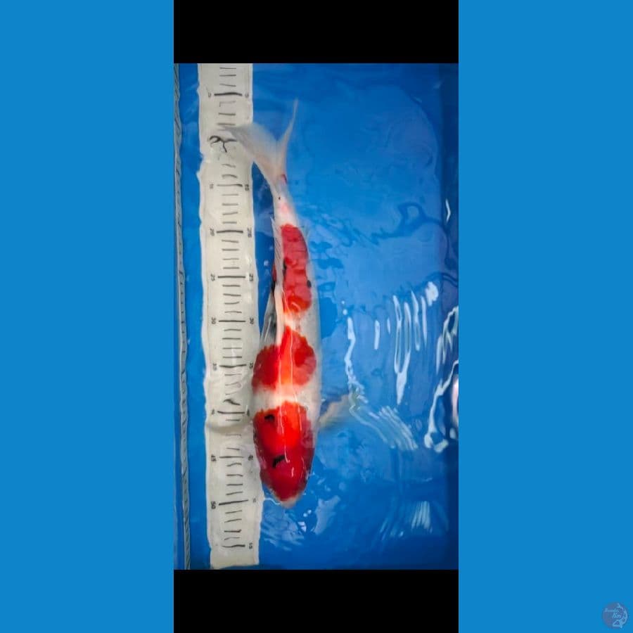 Sanke 43 cm Up