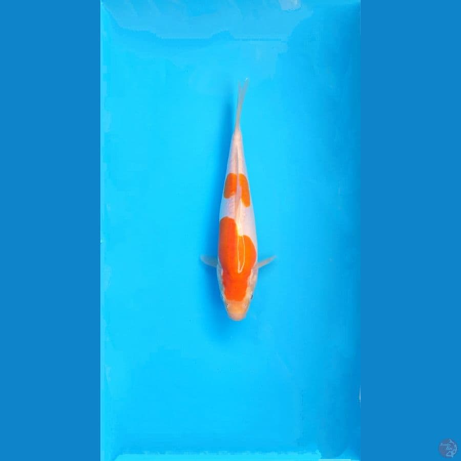 Hariwake Doitsu Murni 24Cm