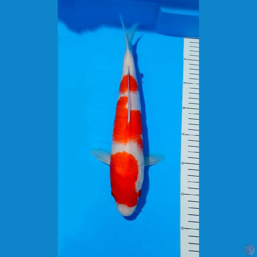 Kohaku M 35Cm