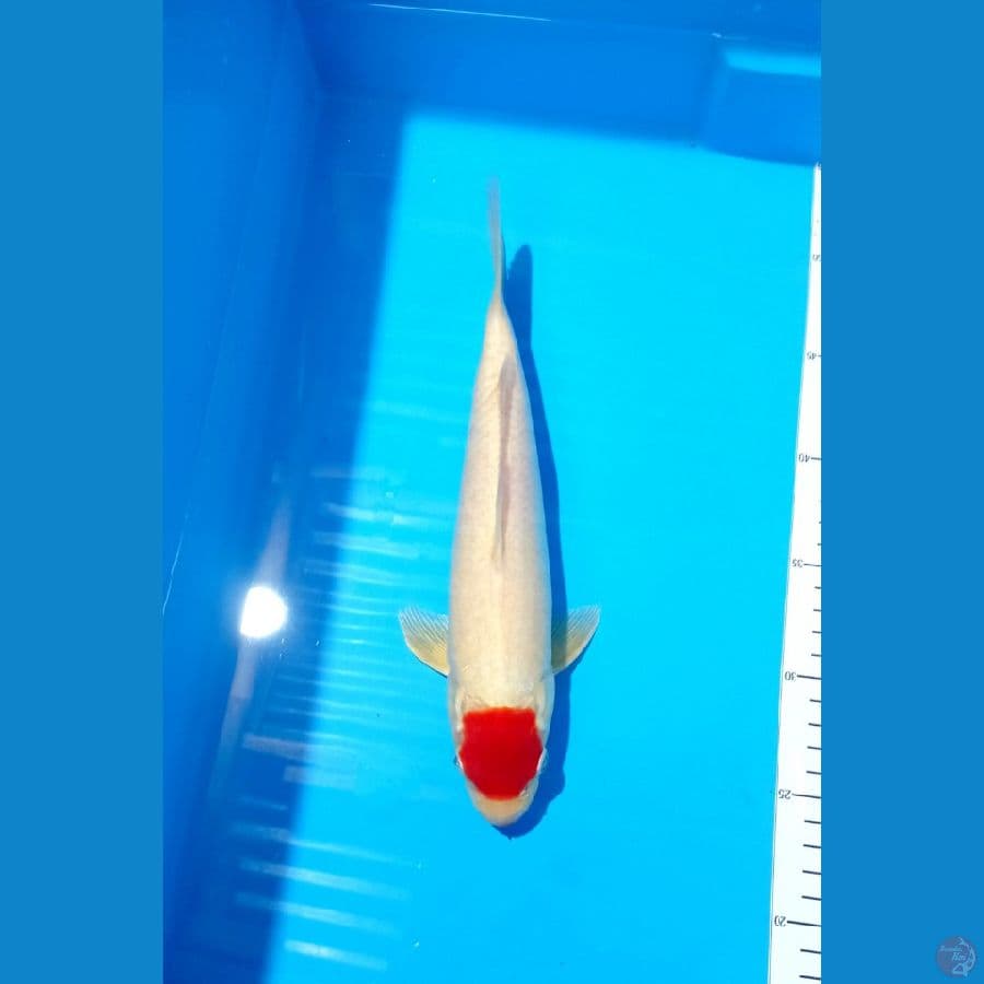 Tancho Kohaku Original M 29Cm