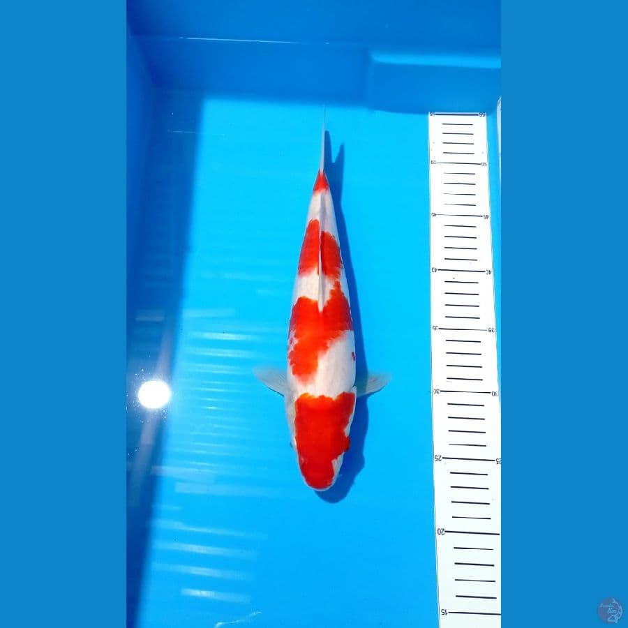 Kohaku M 32Cm