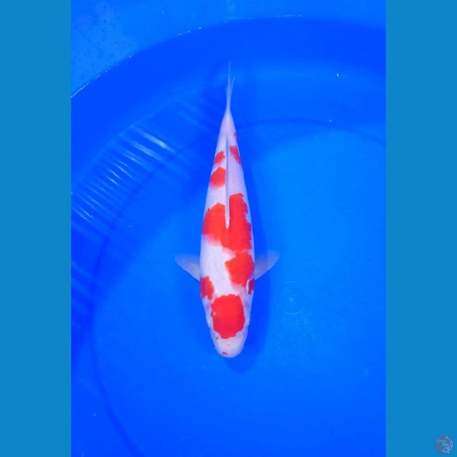 Kohaku 33Cm