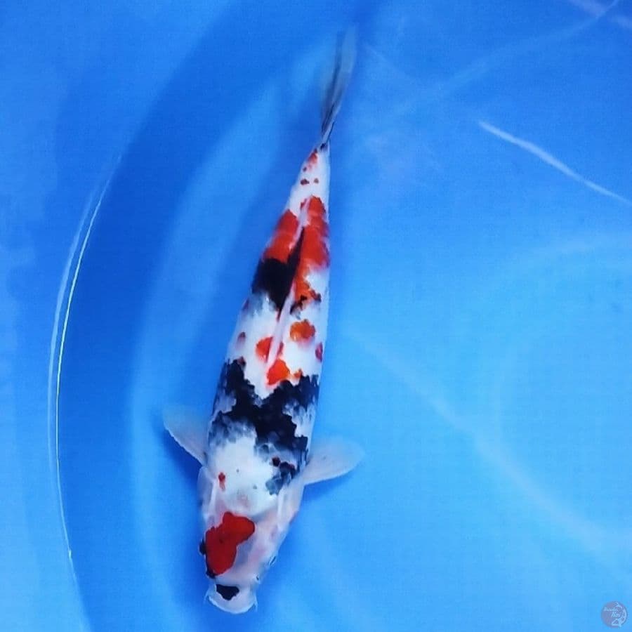 Kindai Showa 35CM FM