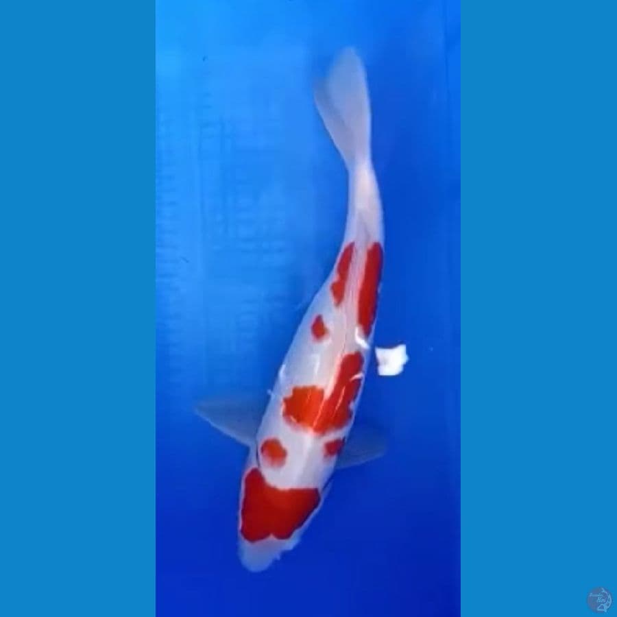 Kohaku 35 cm