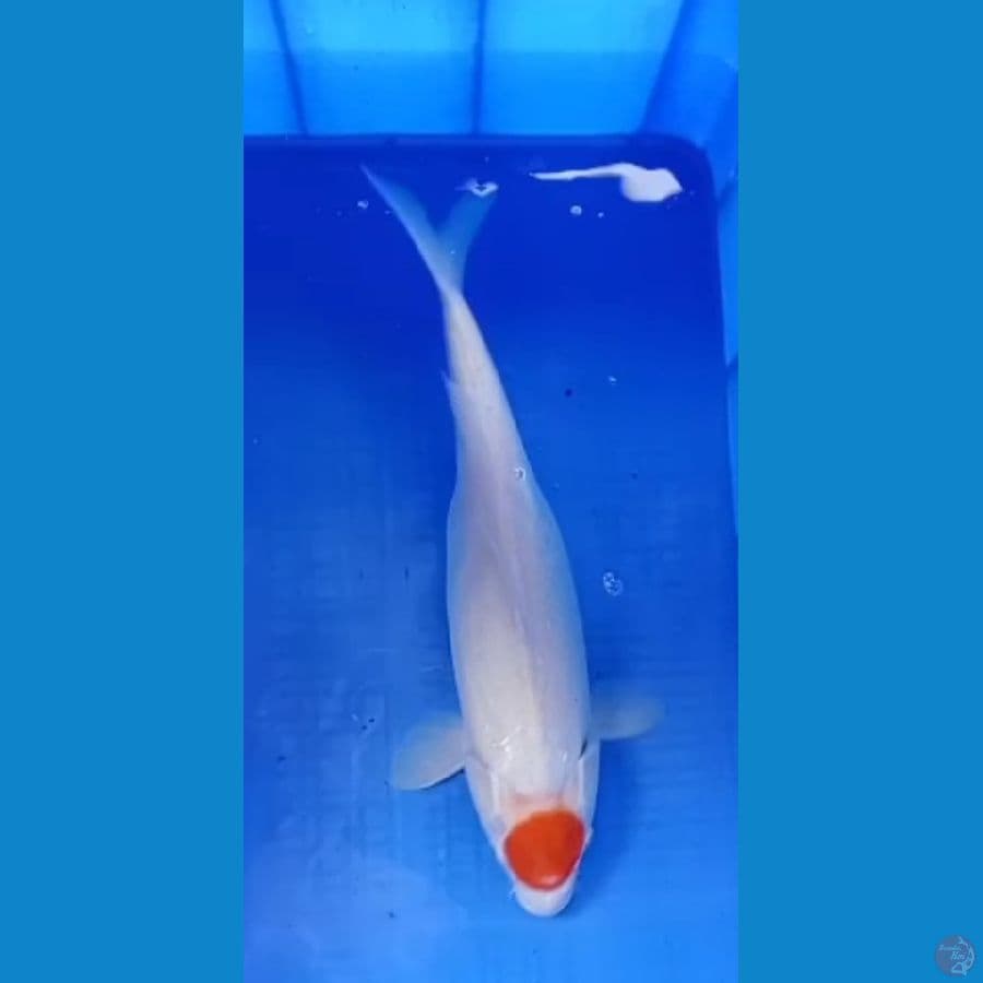 TANCHO KOHAKU 40 CM