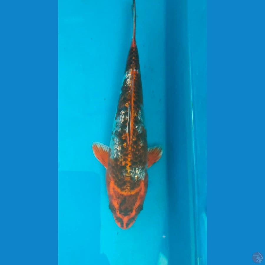 unik ginrin 19cm