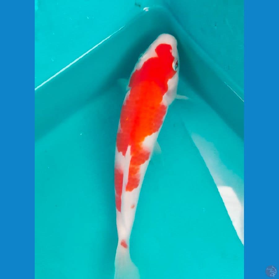 kohaku 22cm