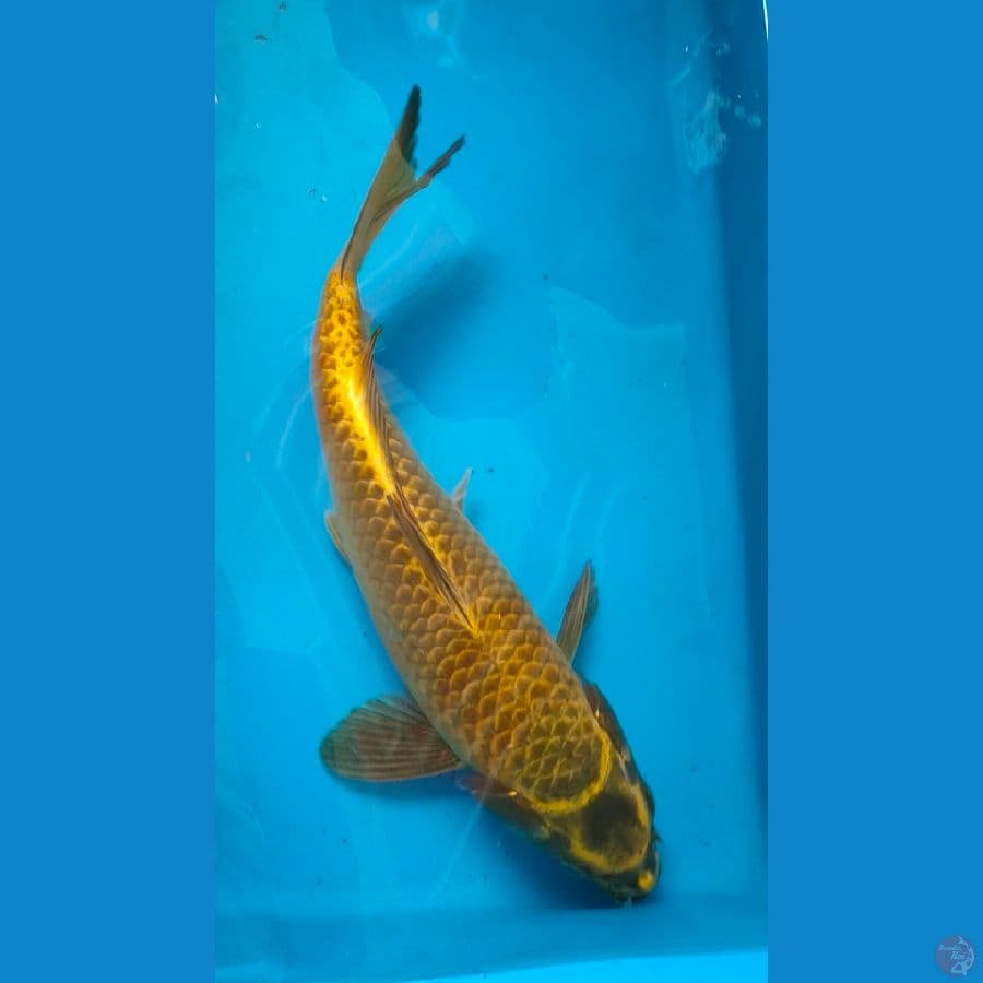 mukasi gold 33cm