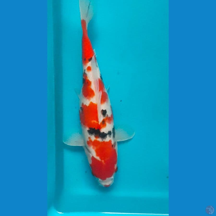 sanke 28cm