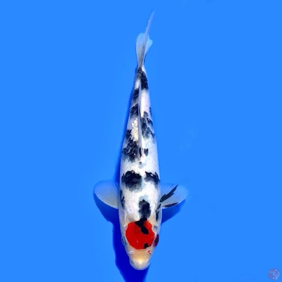 Tancho showa ori 22cm Male