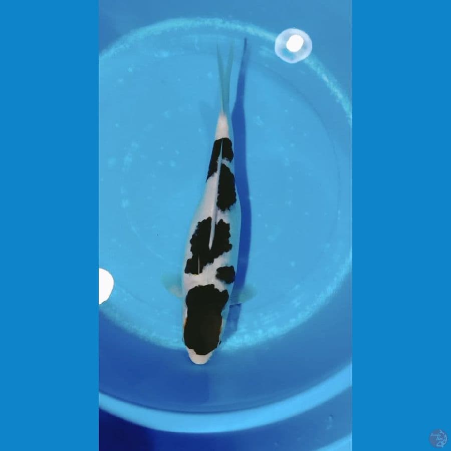 Goromo 33cm