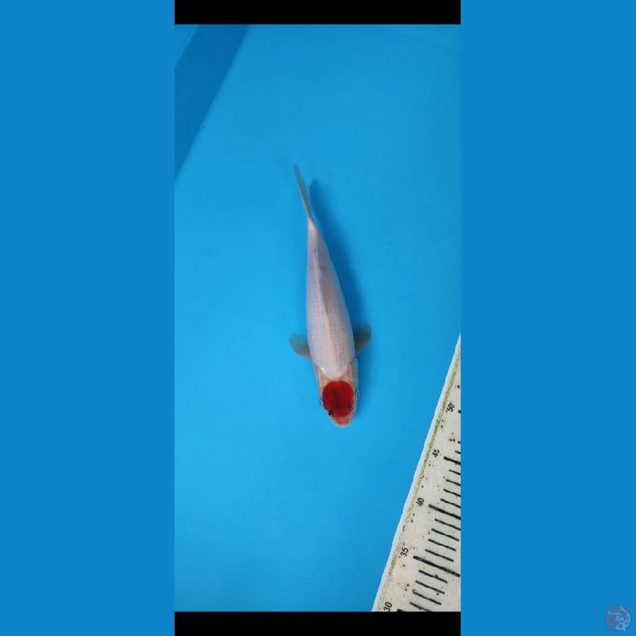 TANCO GOROMO 28CM