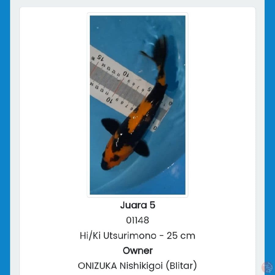 Hi Utsuri 30BU
