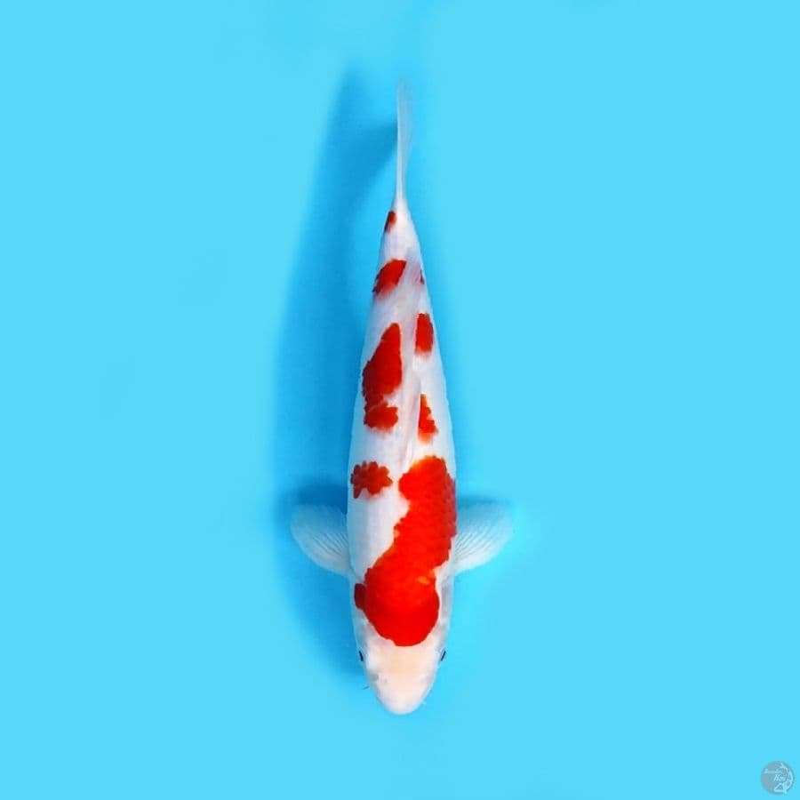 KOHAKU SQ 33 CM ORIGINAL